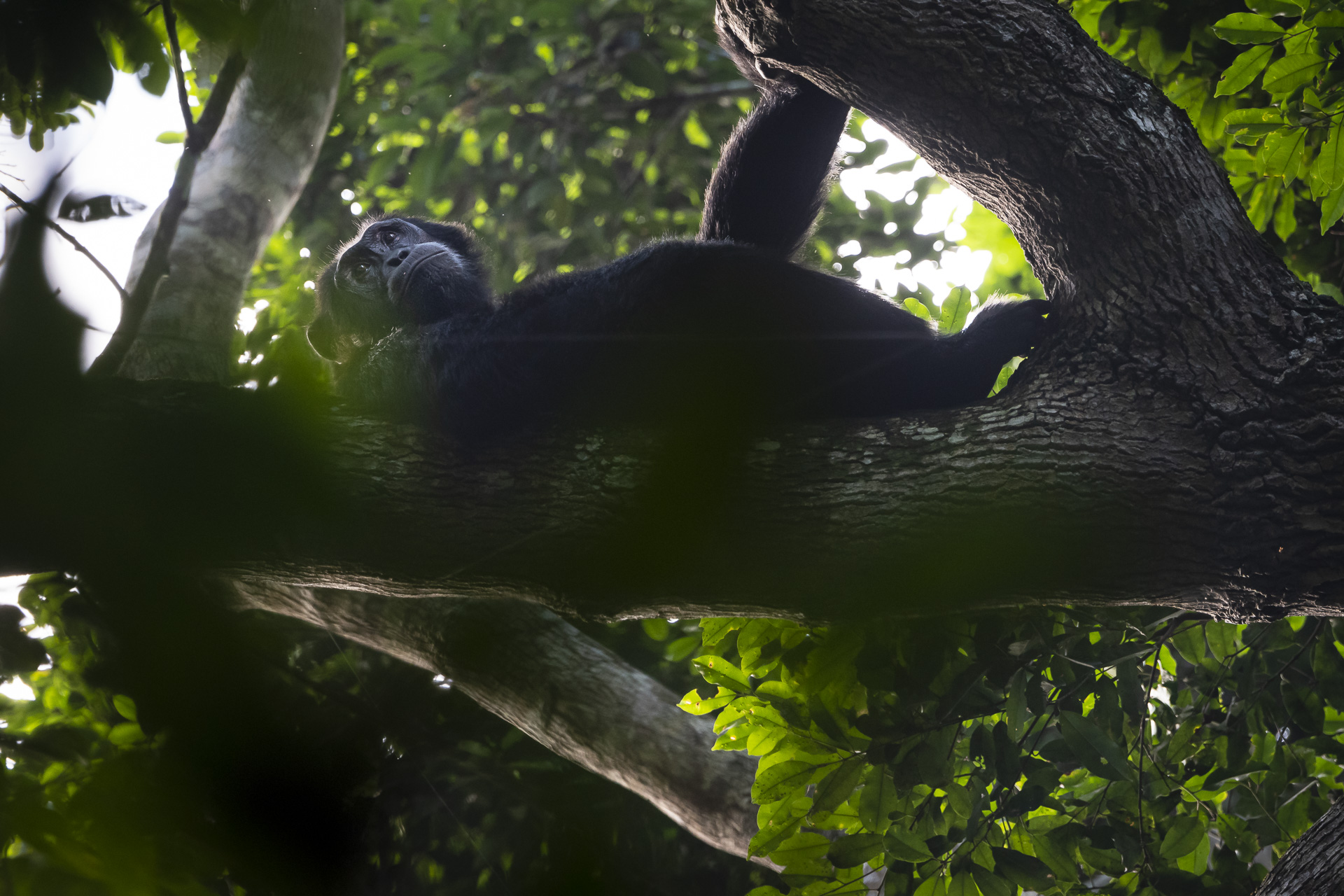 ergsgorillor, Schimpanser och andra primater, Uganda. Fotoresa med Wild Nature fotoresor. Foto Henrik Karlsson