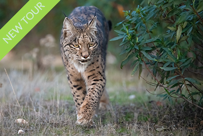 Iberian Lynx, Andalucia. Photo tour with Wild Nature Photo Adventures. Photo Staffan Widstrand