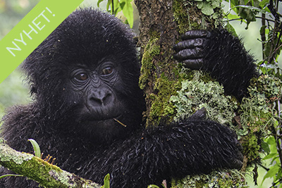 Bergsgorillor, schimpanser och andra primater - Uganda. Fotoresa med Wild Nature fotoresor. Foto Henrik Karlsson