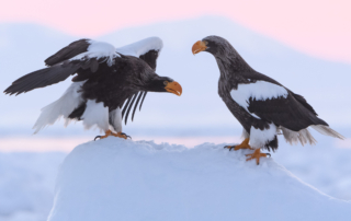 Vita tranor, ugglor och jättehavsörnar, Japan. Fotoresa med Wild Nature fotoresor. Foto: Henrik Karlsson