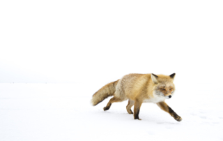 Vita tranor, ugglor och jättehavsörnar, Japan. Fotoresa med Wild Nature fotoresor. Foto: Henrik Karlsson