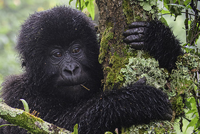 Bergsgorillor, schimpanser och andra primater - Uganda . Fotoresa med Wild Nature fotoresor. Foto Henrik Karlsson