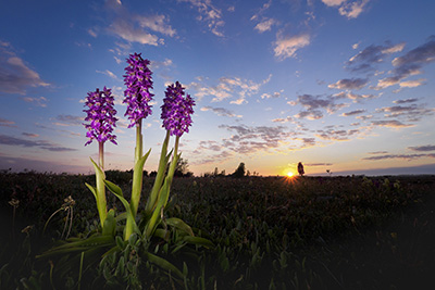 Blommande juveler, orkidéer på Öland. Fotoresa med Wild Nature fotoresor. Foto Henrik Karlsson