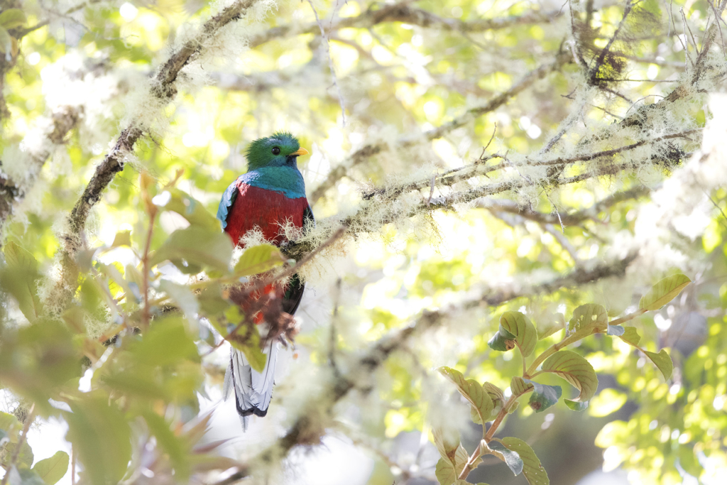 Prakt-quetsal fotograferad i Costa Rica, av Patrik Brolin på resan med Wild Nature fotoresor