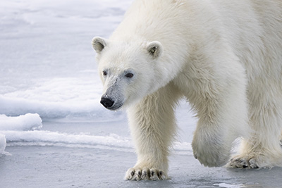 Isbjörn fotograferad på Svalbard av Sven Nordlund på fotoresa med Wild Nature fotoresor.
