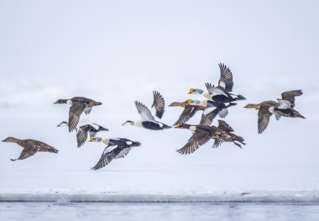 Ejder och praktejder fotograferad på Svalbard av Sven Nordlund på fotoresa med Wild Nature fotoresor.