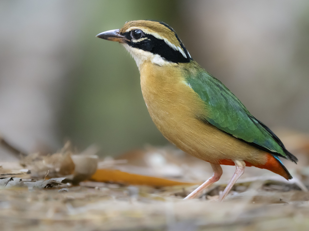 Indisk Pitta, Sydindien, Indien, fotoresa, Wild Nature fotoresor