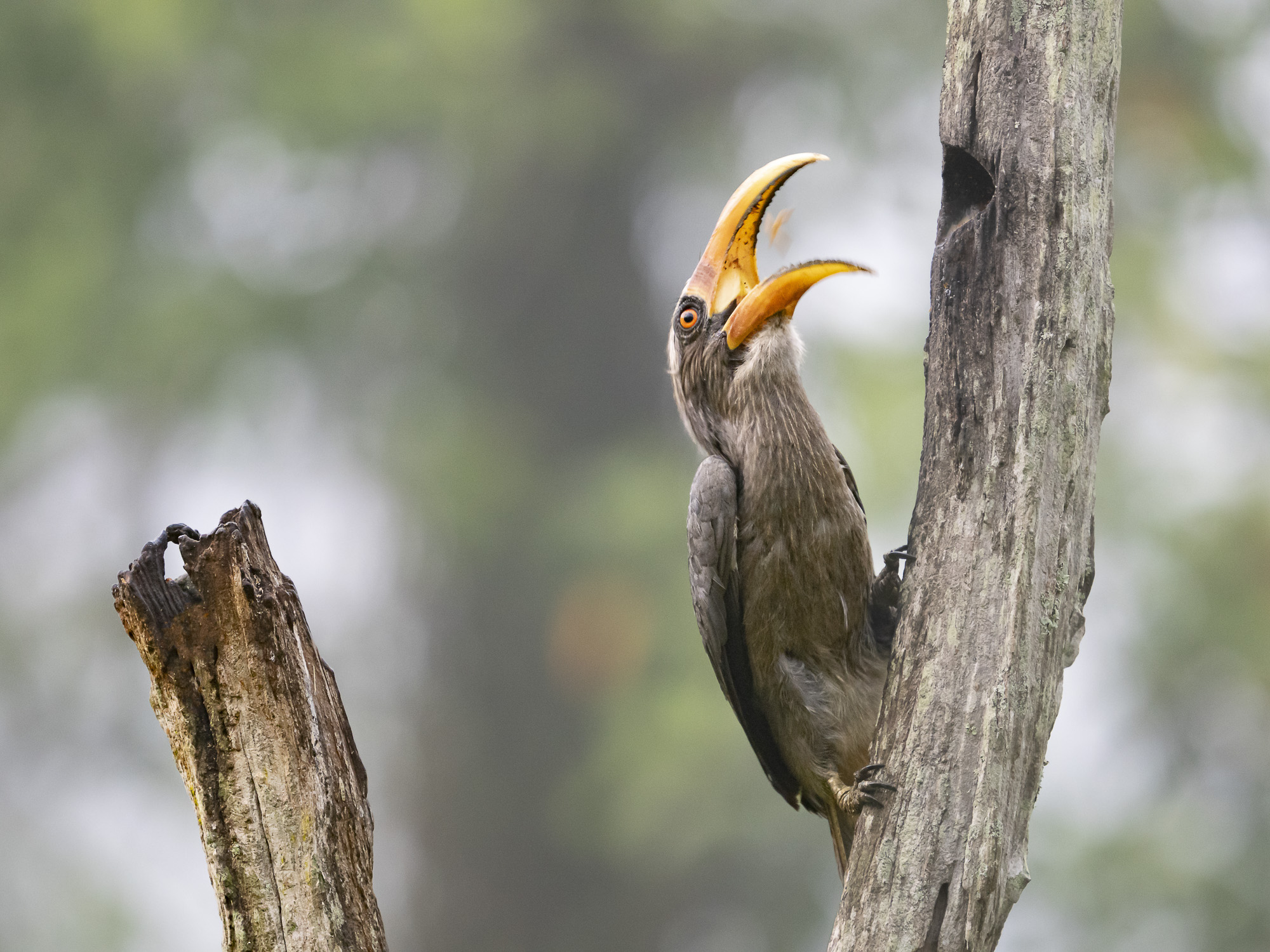 Malabar hornbill fotograferad på fotoresa med Wild Nature fotoresor till Sydindien