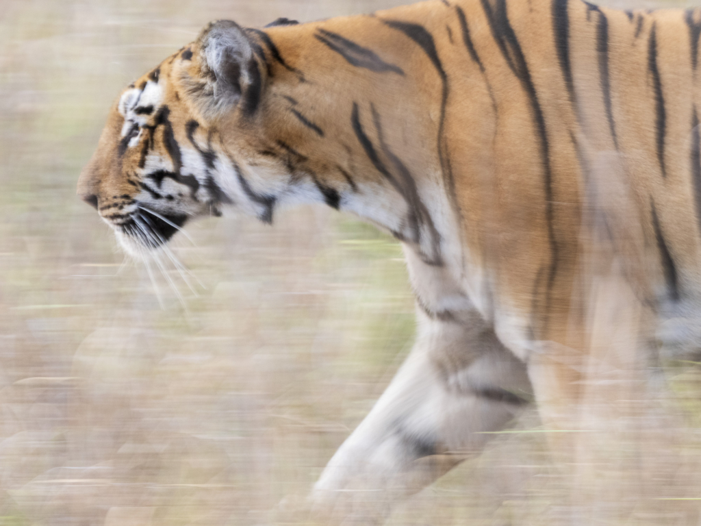 tiger, Sydindien, Indien, fotoresa, Wild Nature fotoresor