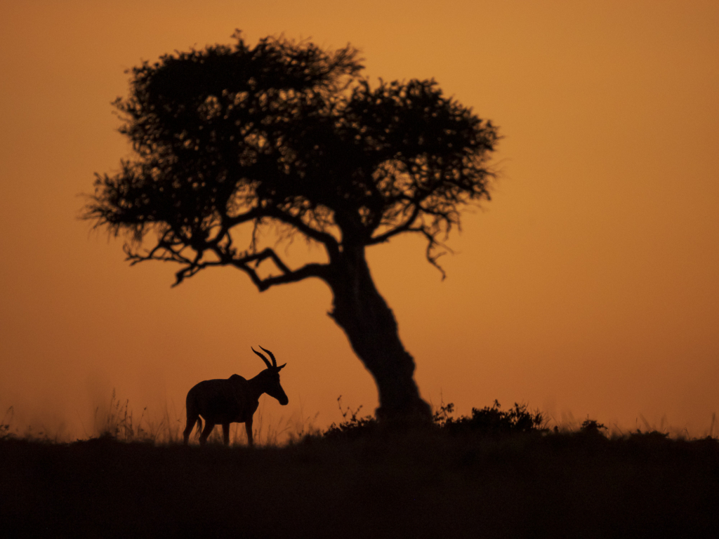 Topi i Masai Mara, Kenya. Fotoresa med Wild Nature fotoresor.