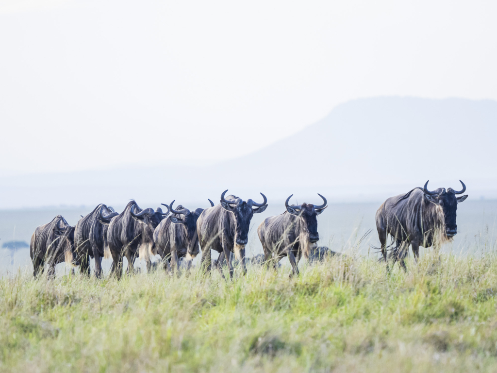 Gnuer i Masai Mara, Kenya. Fotoresa med Wild Nature fotoresor.