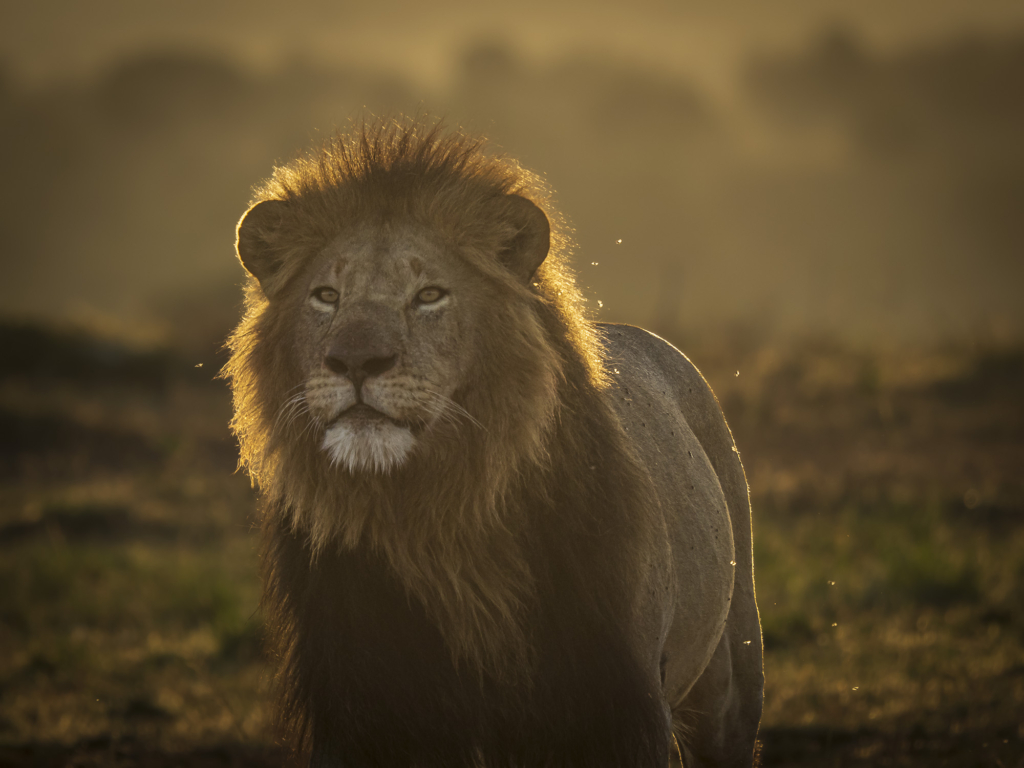 Lejon i Masai Mara, Kenya. Fotoresa med Wild Nature fotoresor.