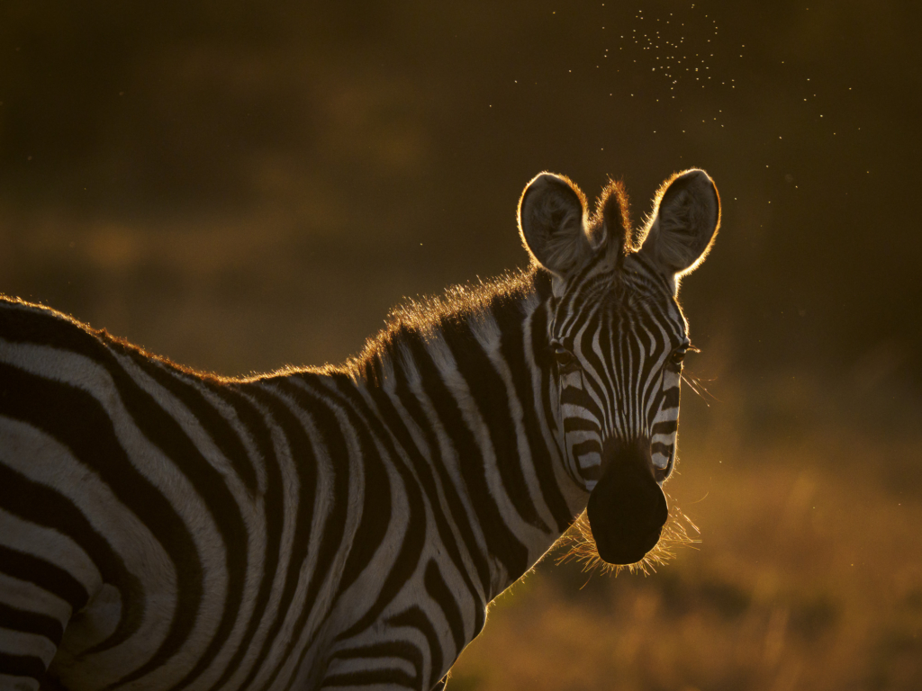 Zebra i Masai Mara, Kenya. Fotoresa med Wild Nature fotoresor.