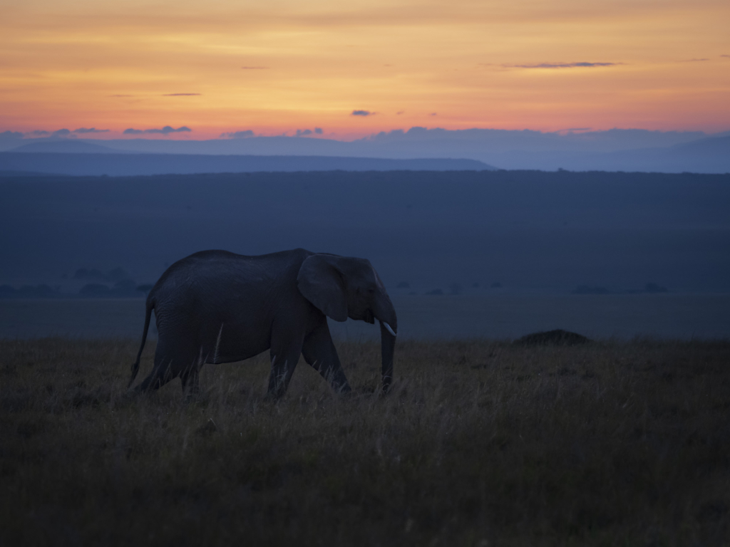 Elefanter i Masai Mara, Kenya. Fotoresa med Wild Nature fotoresor.