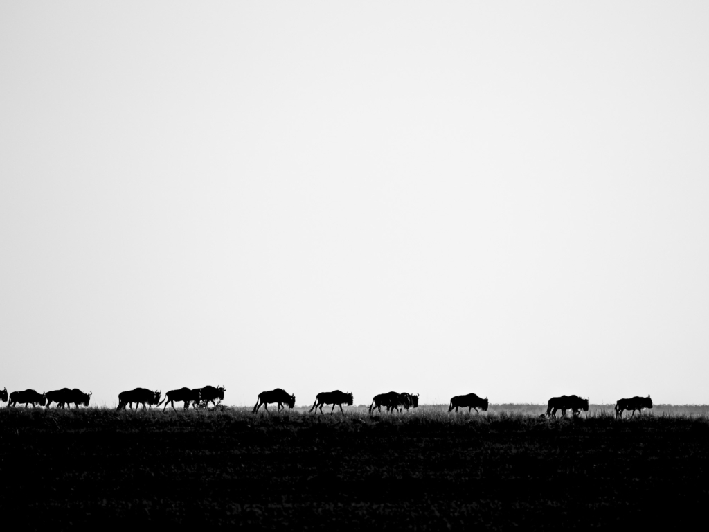 Gnuer i Masai Mara, Kenya. Fotoresa med Wild Nature fotoresor.