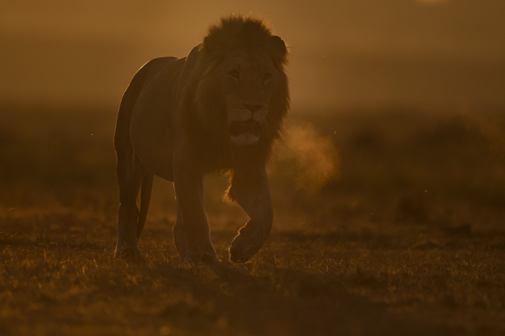 Lejon i Masai Mara, Kenya. Fotoresa med Wild Nature fotoresor.