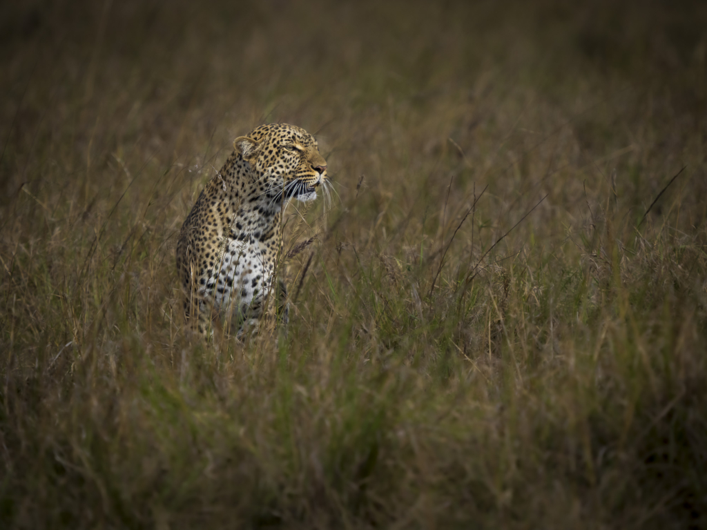 Leopard i Masai Mara, Kenya. Fotoresa med Wild Nature fotoresor.