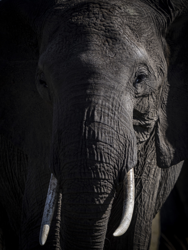 Elefanter i Masai Mara, Kenya. Fotoresa med Wild Nature fotoresor.