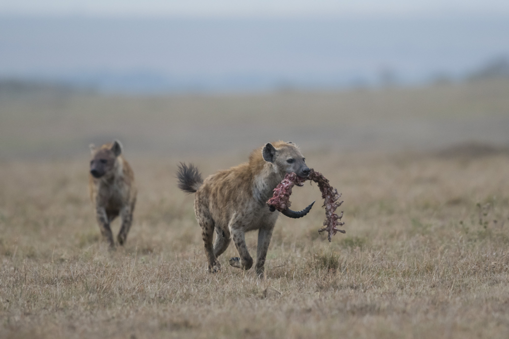 Hyenor i Masai Mara, Kenya. Fotoresa med Wild Nature fotoresor.