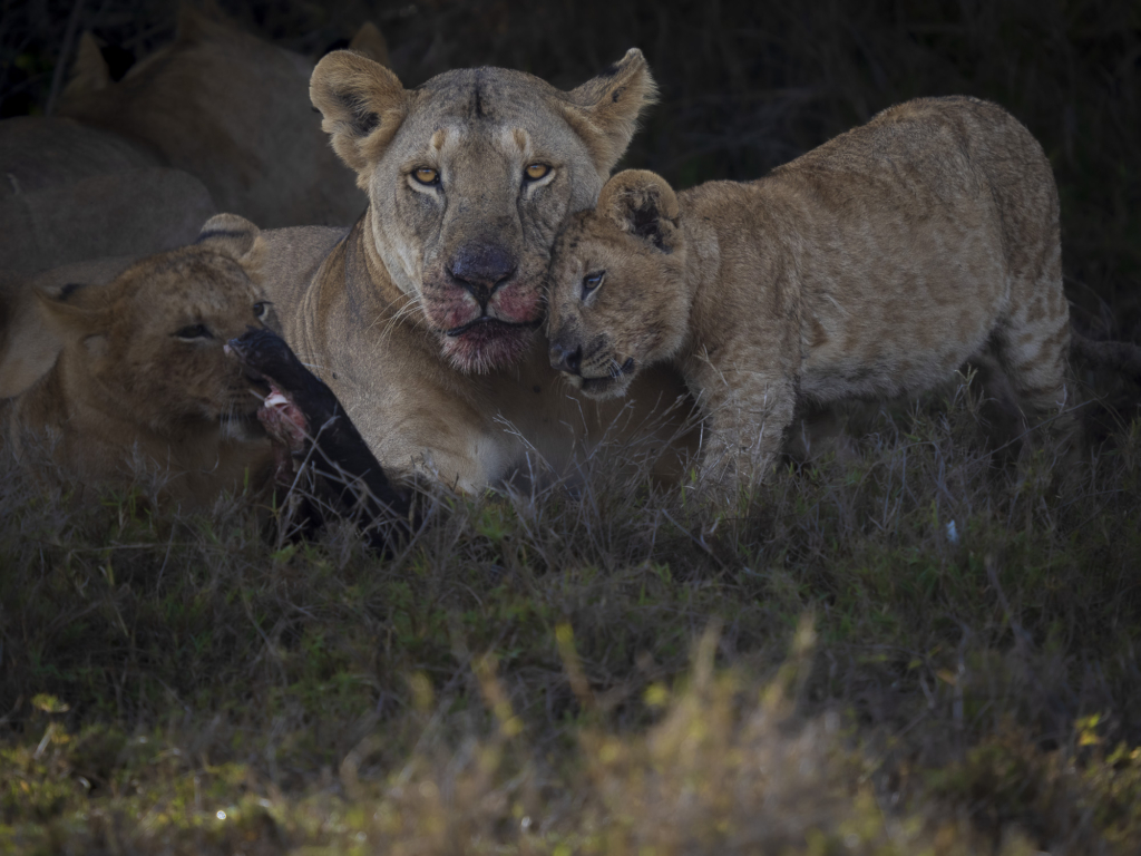 Lejon i Masai Mara, Kenya. Fotoresa med Wild Nature fotoresor.