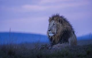 Lejon i Masai Mara, Kenya. Fotoresa med Wild Nature fotoresor.