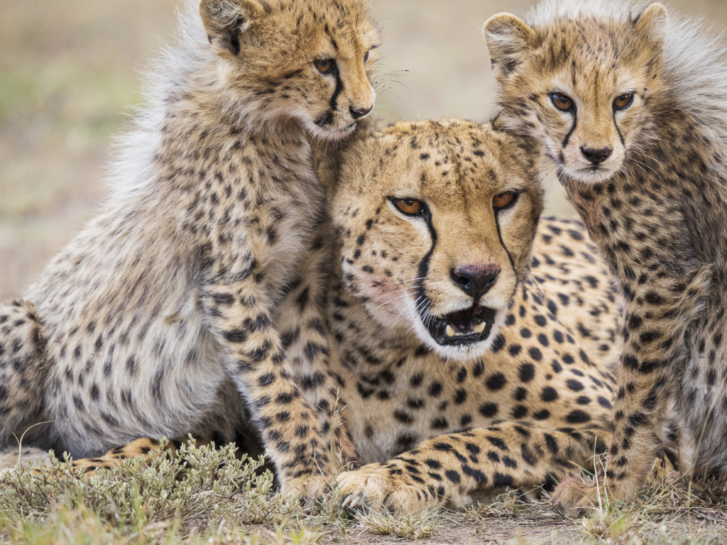 Gepard i Masai Mara, Kenya. Fotoresa med Wild Nature fotoresor.