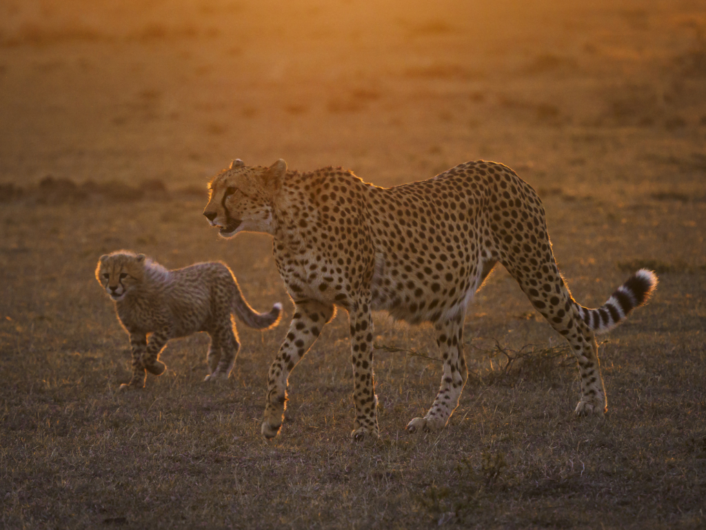 Gepard i Masai Mara, Kenya. Fotoresa med Wild Nature fotoresor.