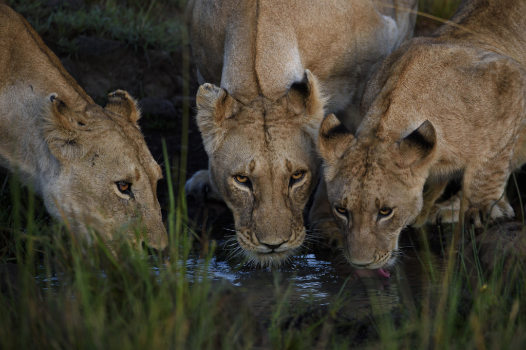 Lejon i Masai Mara, Kenya. Fotoresa med Wild Nature fotoresor.