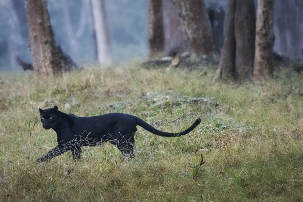 Panter, Sydindien, Indien, fotoresa, Wild Nature fotoresor