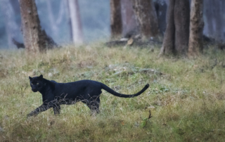 Panter, Sydindien, Indien, fotoresa, Wild Nature fotoresor