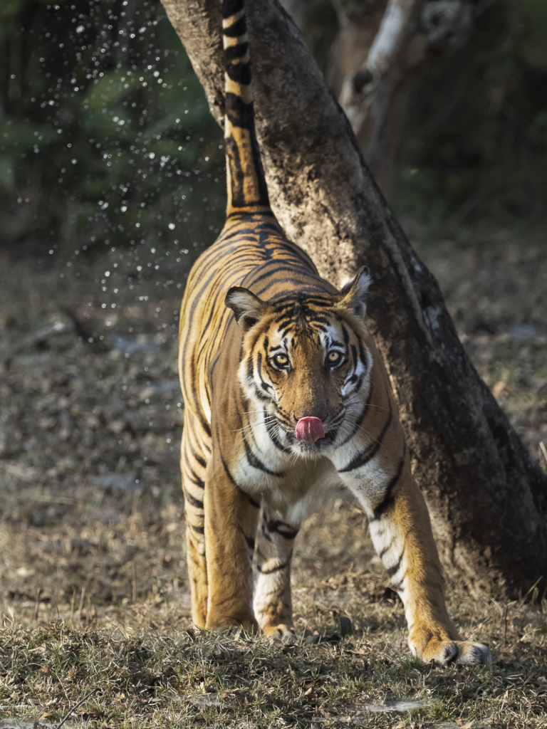 tiger, Sydindien, Indien, fotoresa, Wild Nature fotoresor