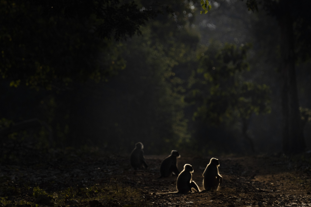 Sydindien, Indien, fotoresa, Wild Nature fotoresor