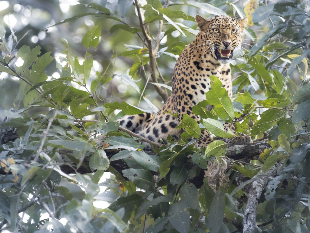 Sydindien, Indien, fotoresa, Wild Nature fotoresor