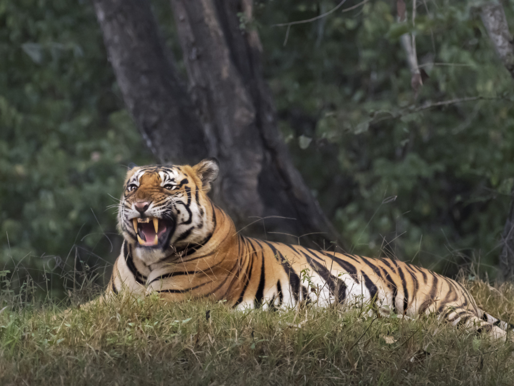 tiger,Sydindien, Indien, fotoresa, Wild Nature fotoresor