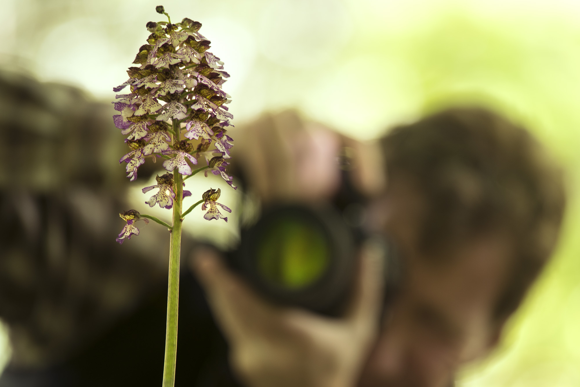 fotoresor, Italien, Gargano, blommor, växter, orkidé, vår