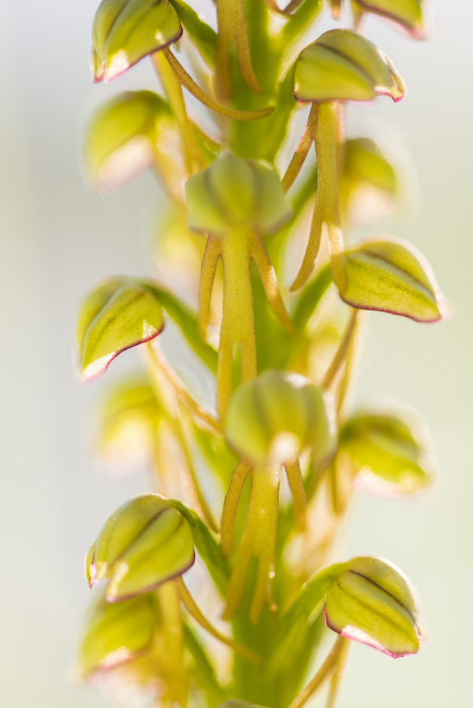 fotoresor, Italien, Gargano, blommor, växter, orkidé, vår