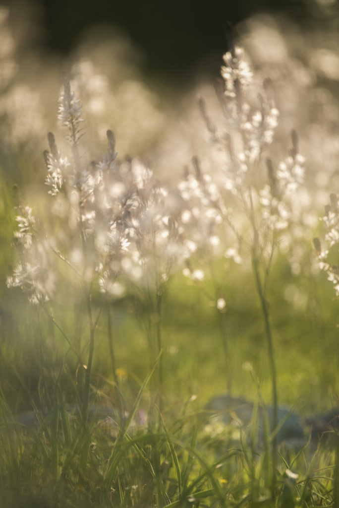 fotoresor, Italien, Gargano, blommor, växter, orkidé, vår