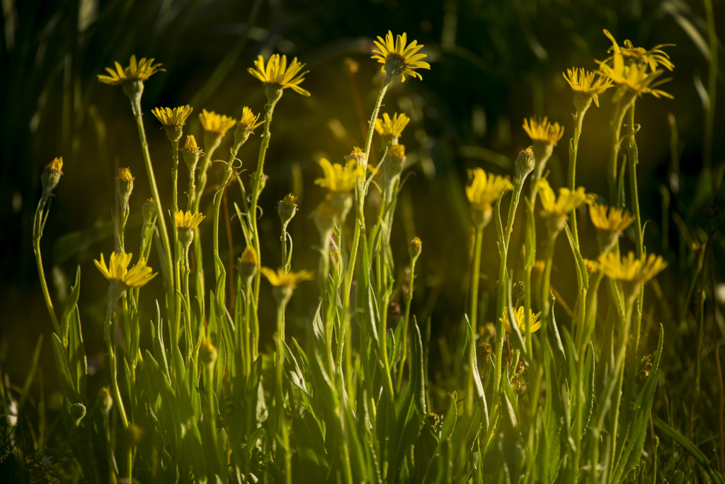 fotoresor, Italien, Gargano, blommor, växter, orkidé, vår