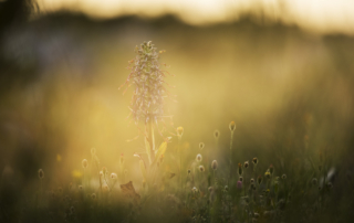 fotoresor, Italien, Gargano, blommor, växter, orkidé, vår