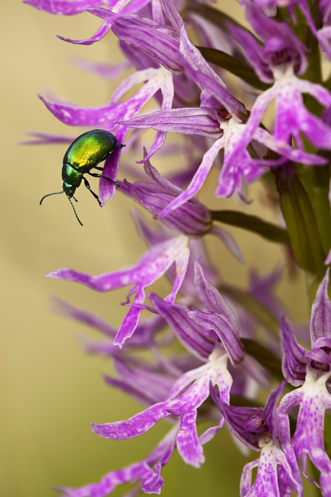 fotoresor, Italien, Gargano, blommor, växter, orkidé, vår