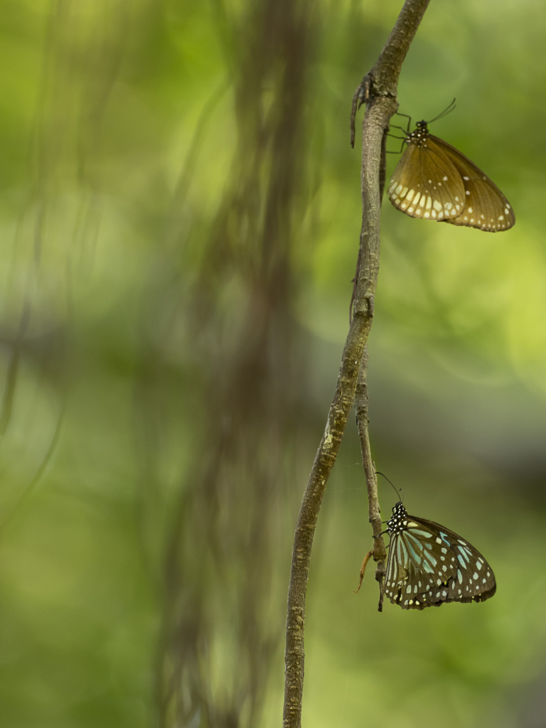 Sydindien, Indien, fotoresa, Wild Nature fotoresor