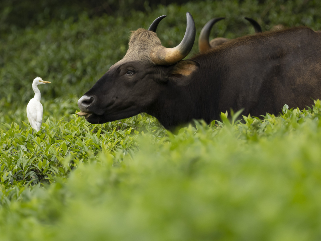 Sydindien, Indien, fotoresa, Wild Nature fotoresor