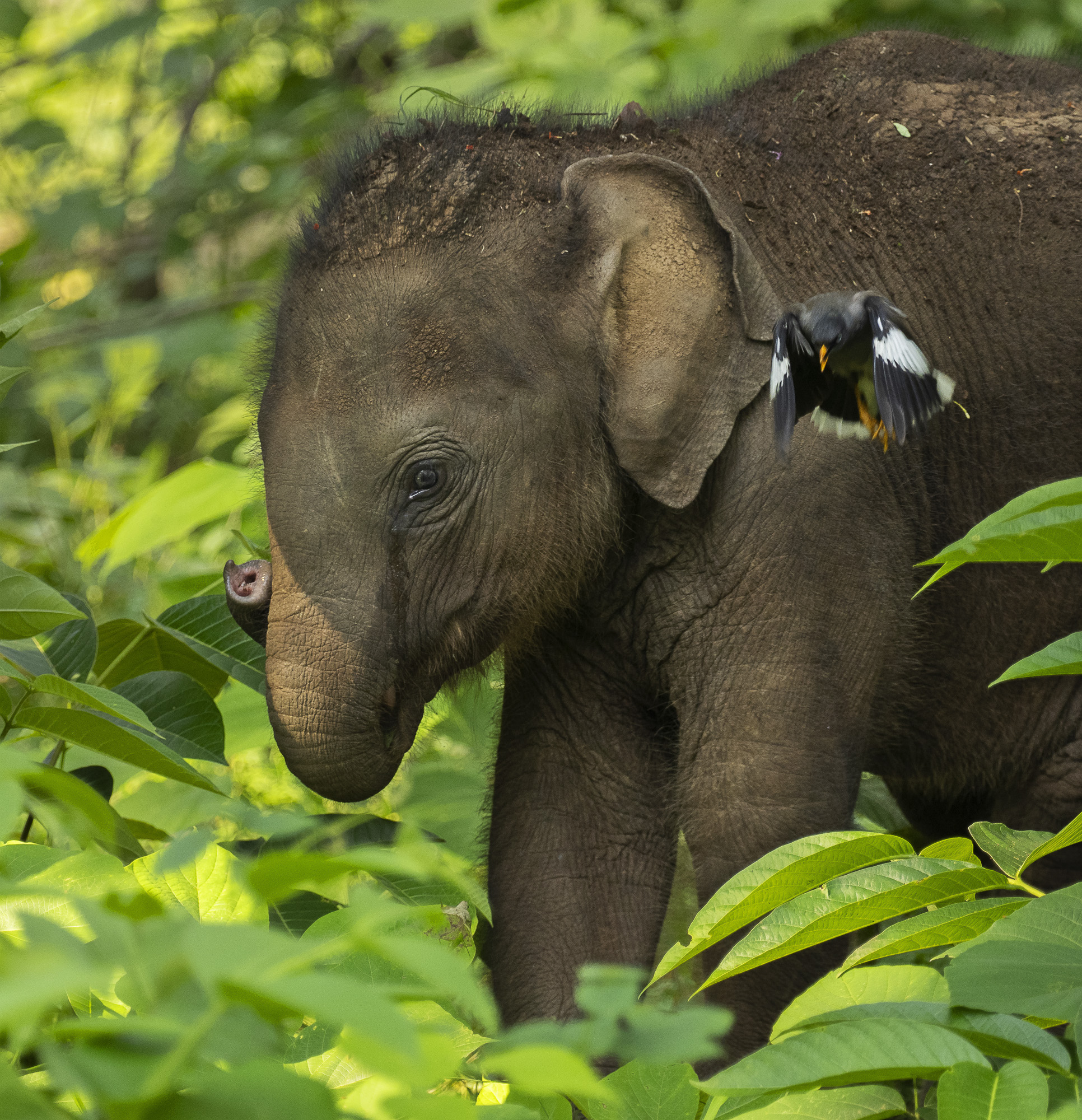 Sydindien, Indien, fotoresa, Wild Nature fotoresor