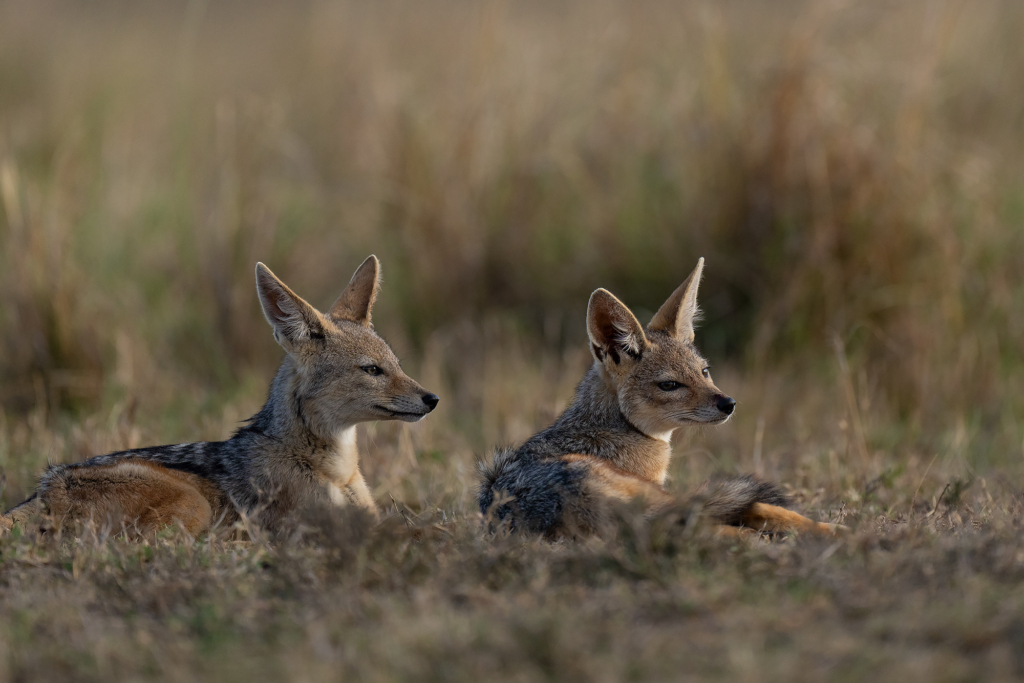 Jackal i Masai Mara, Kenya. Fotoresa med Wild Nature fotoresor. Foto Magnus Martinsson