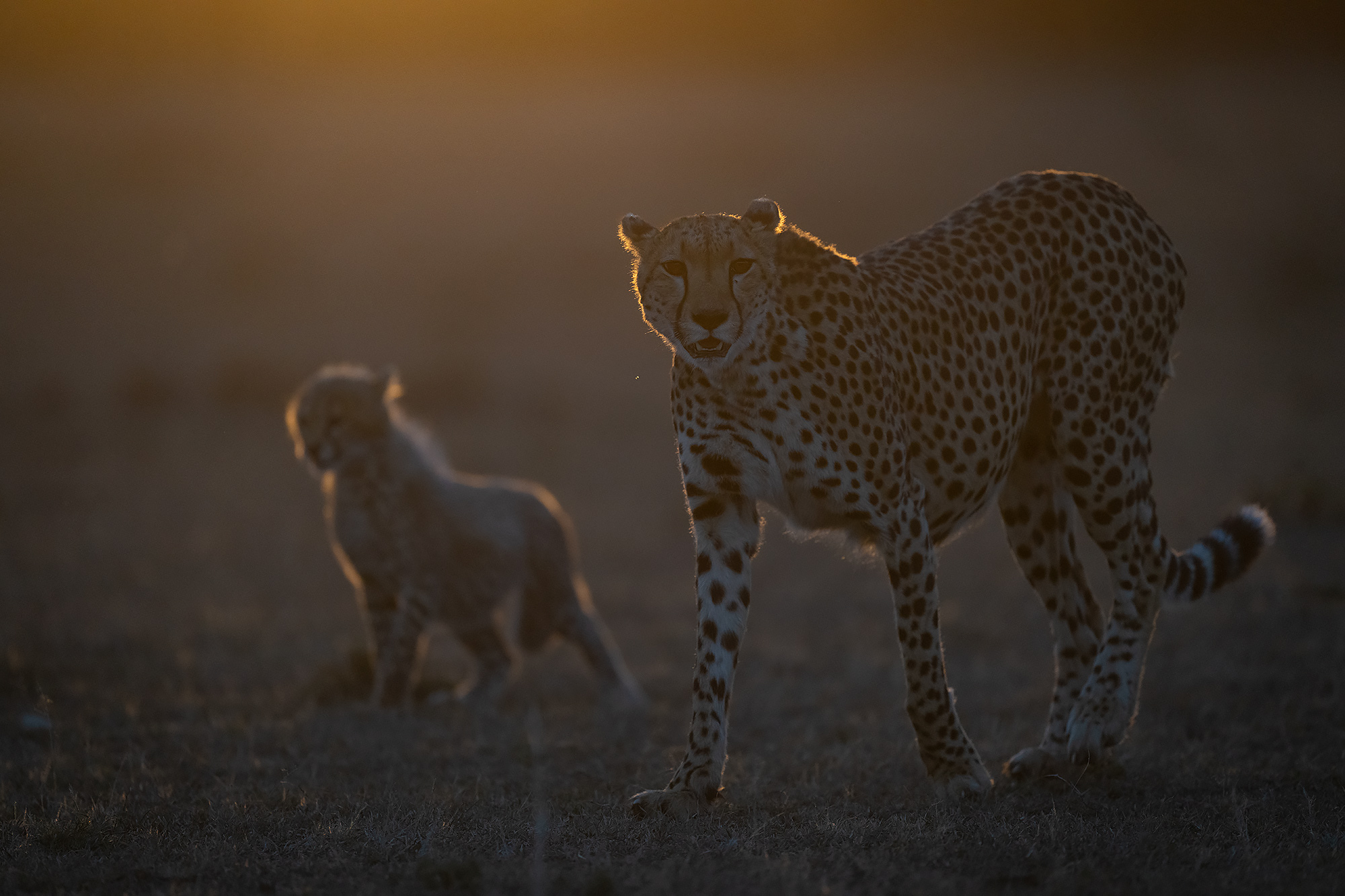 Gepard i Masai Mara, Kenya. Fotoresa med Wild Nature fotoresor. Foto Magnus Martinsson