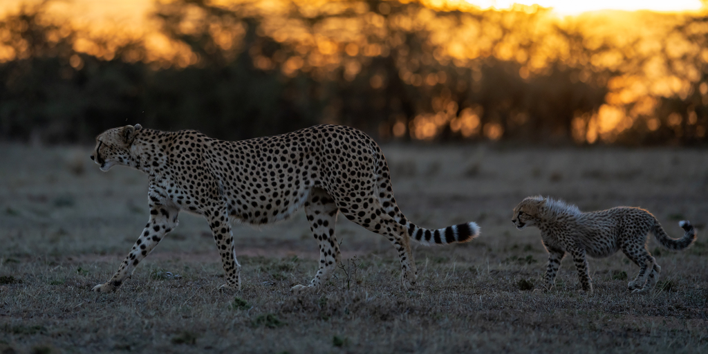 Gepard i Masai Mara, Kenya. Fotoresa med Wild Nature fotoresor. Foto Magnus Martinsson