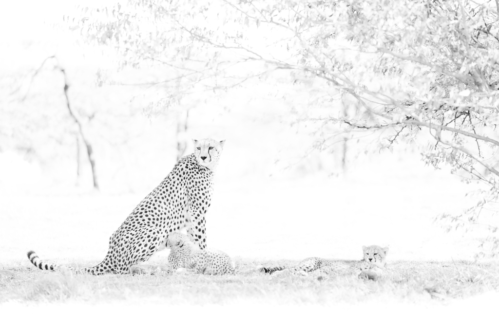 Gepard i Masai Mara, Kenya. Fotoresa med Wild Nature fotoresor. Foto Magnus Martinsson