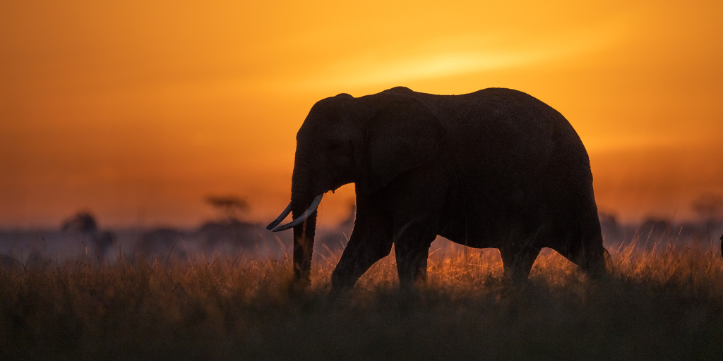Elefant i Masai Mara, Kenya. Fotoresa med Wild Nature fotoresor. Foto Magnus Martinsson
