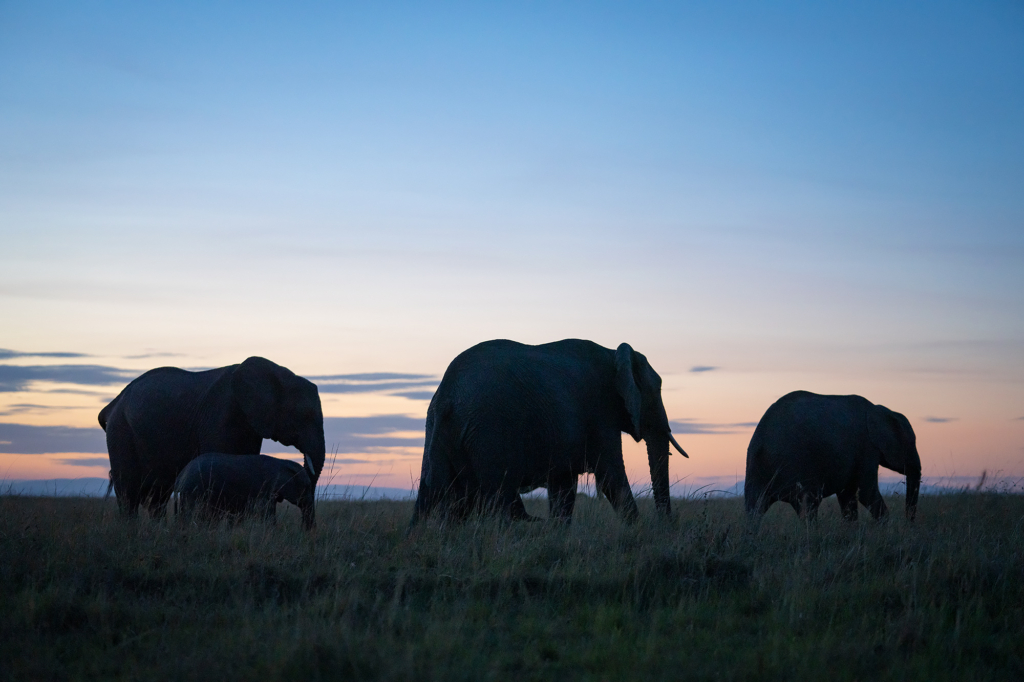 Elefant i Masai Mara, Kenya. Fotoresa med Wild Nature fotoresor. Foto Magnus Martinsson