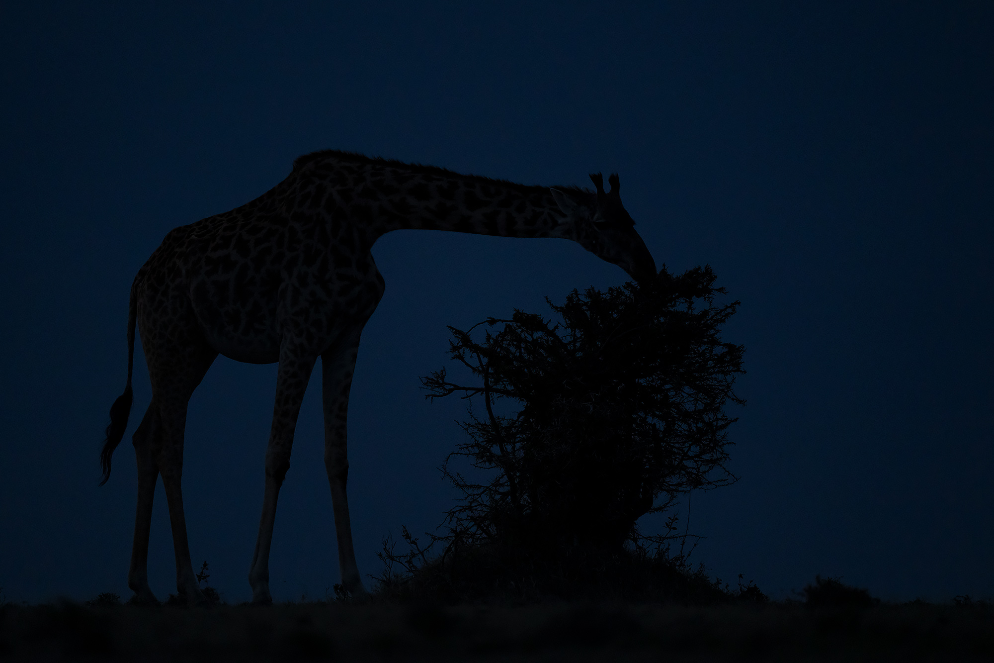 Giraff i Masai Mara, Kenya. Fotoresa med Wild Nature fotoresor. Foto Magnus Martinsson
